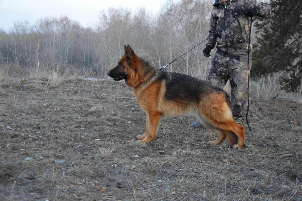 Шенки немецкой овчарки