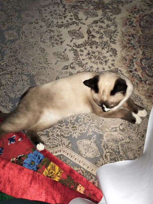 Ищем кошку для вязки