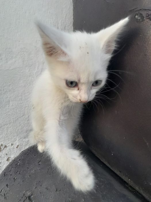 Отдаю даром милые котята