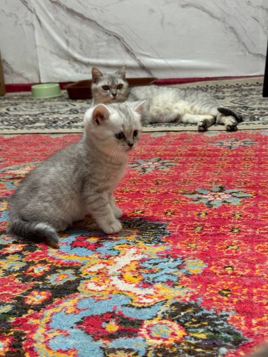 Scottish fold stryat