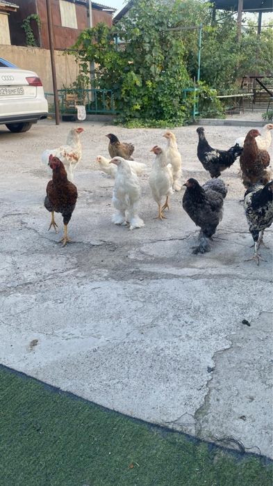Продам кур, срочно