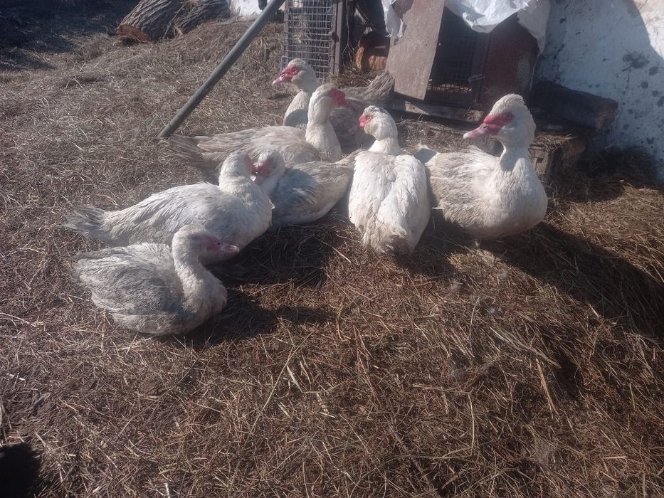 Продам индоуток на развод