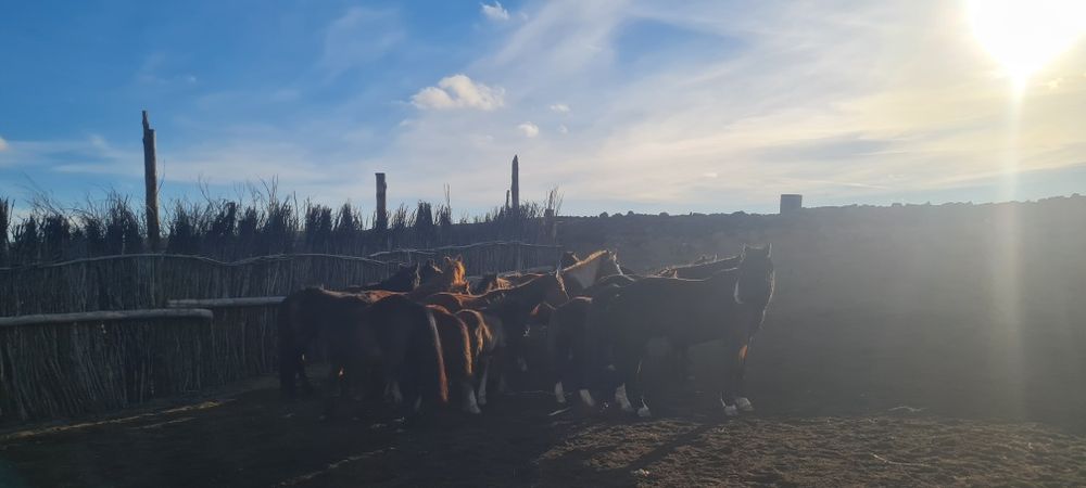 Жылқы сатылады 19бас