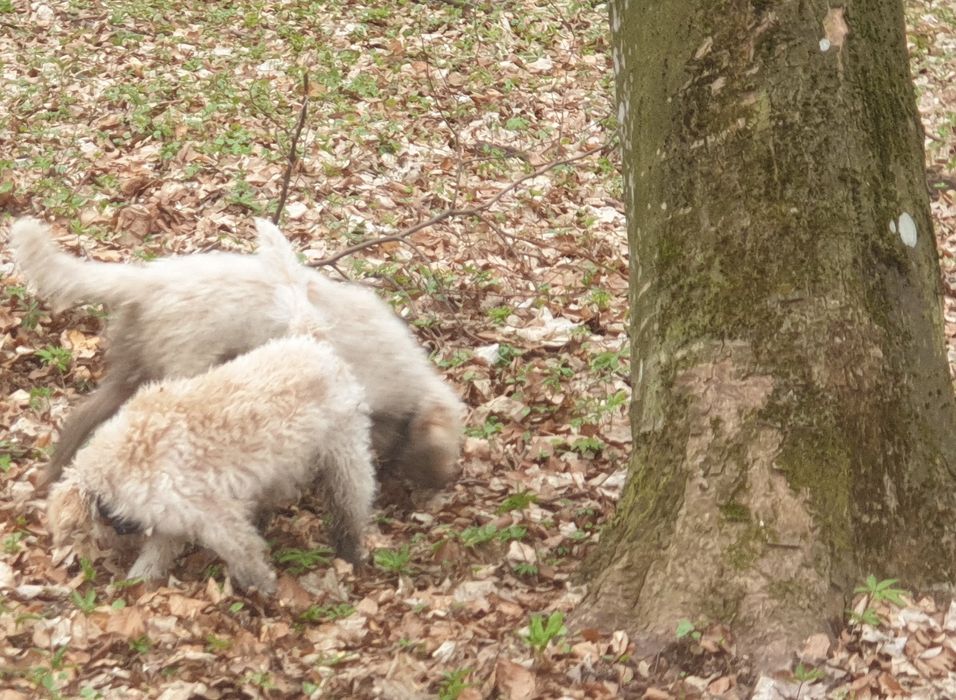 Caini Animale De Companie Olx Ro