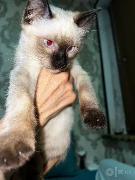 Мушук Скоттиш фолд 5ойли қора