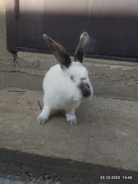Продам кролик. Калифорния самка.