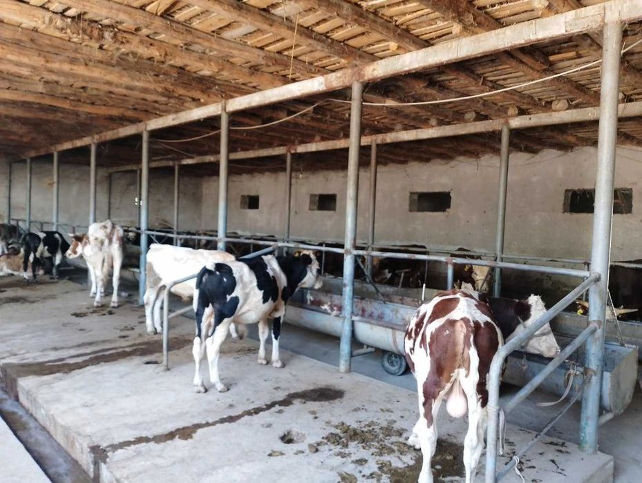 Tayyor ferma sotiladi