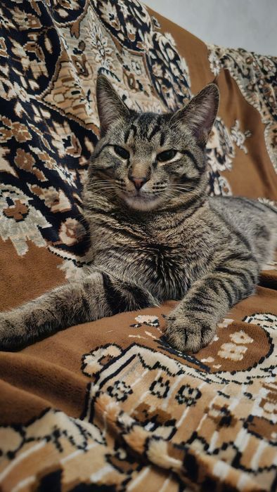 Котеннок в добрые руки