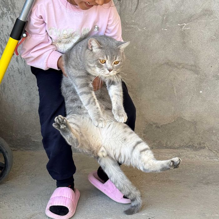Опытный британский кот (Silver Tabby) приглашает на вязку