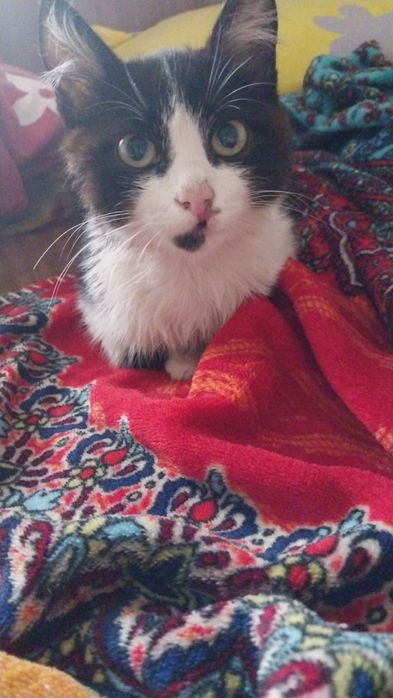 Кошка бесплатно милка