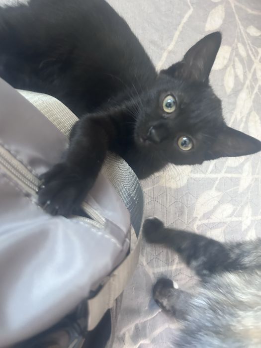 Отдам в добрые руки кошечку