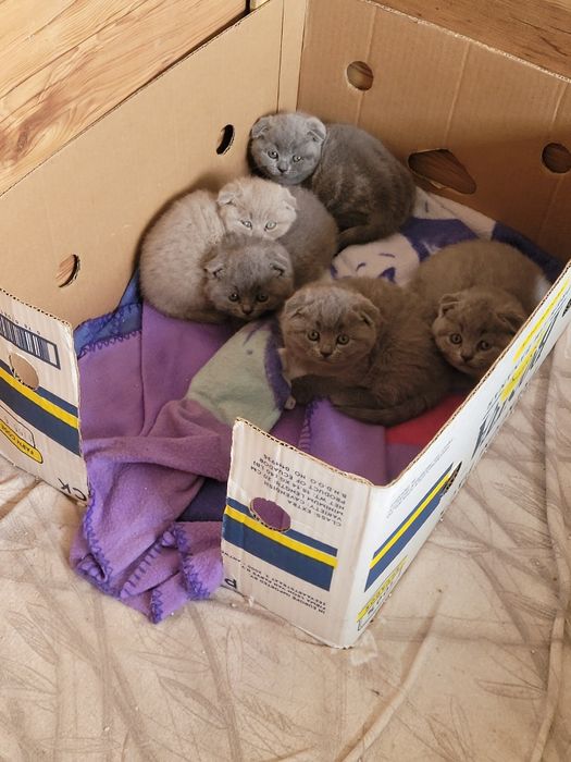 Шотландски клепоухи котета на 2 месеца