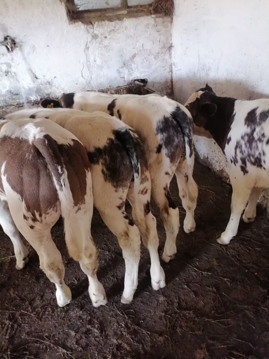 Vand vitei de rasa pura