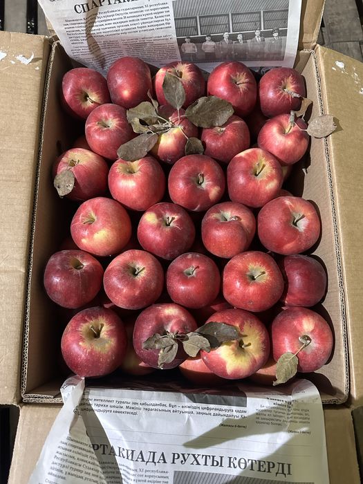 Продам Айдарет первый сорт