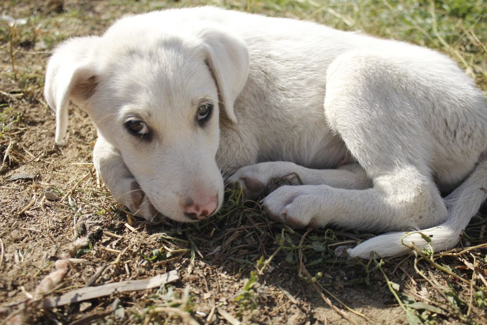 Отдам бесплатно 5 сучек 1 кабель