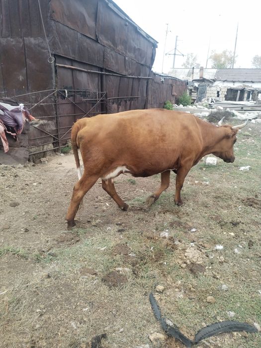 Срочно продам скот