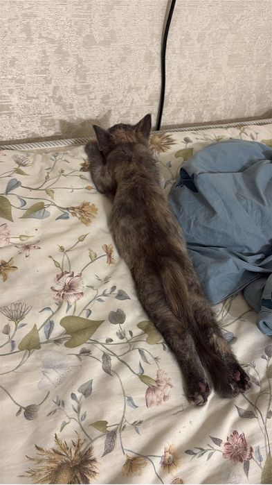 Отдам кошку в добрые руки