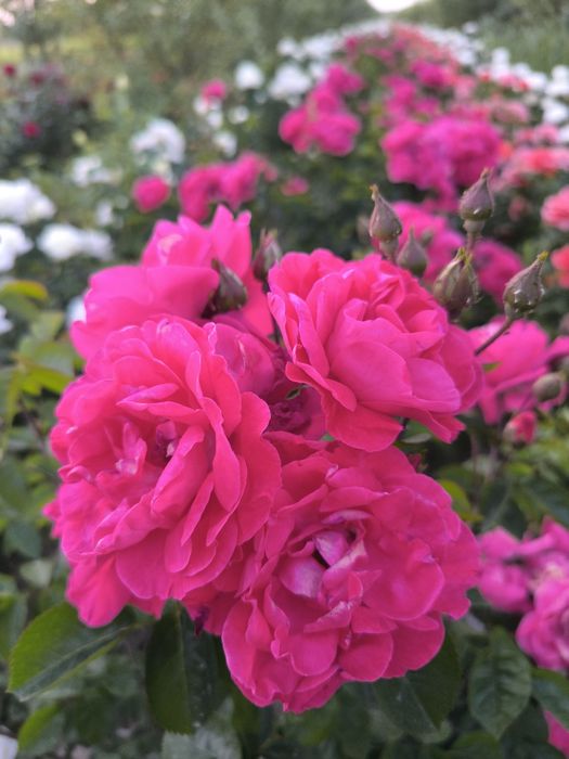 Atirgullar sotiladi tomiri oʻq tomir emas  nozik emas yaxshi boʻlgan