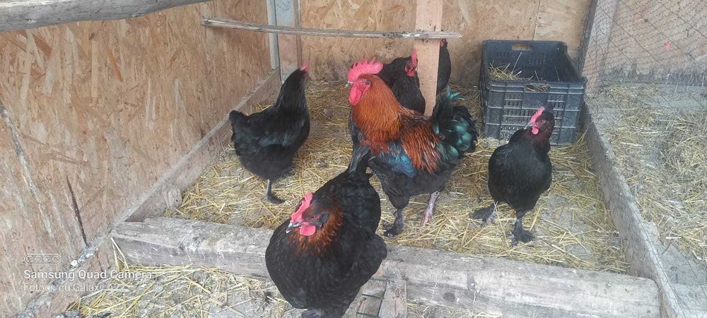 Oua de incubat găini de rasă