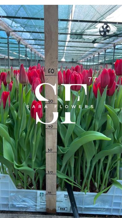 Оптовая продая тюльпанов