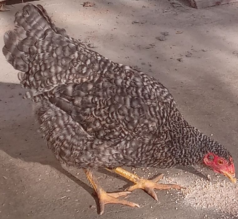 Amroks tovuq sotiladi. 8 oylik