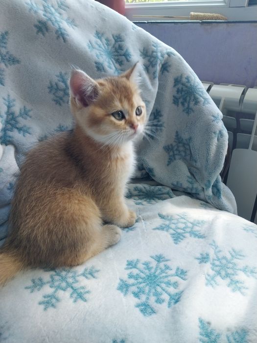 Кот шиншила.        .
