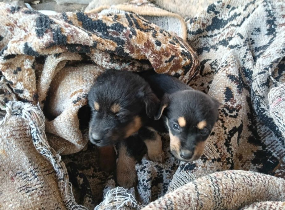 Urgent! Dau căței iubitori