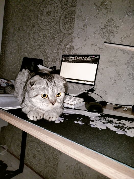 Котёнок ищет кота на вязку