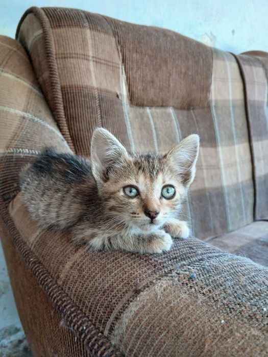 Pisicuțe pentru adopție.
