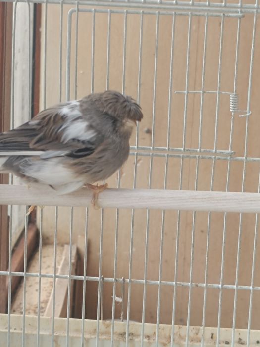 Канарейка  Глостер