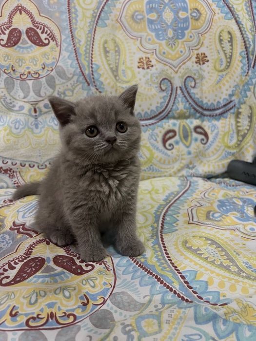 Британский котёнок