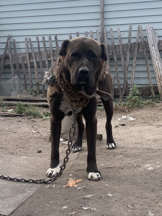 Вязка Сао Алабай Тобет