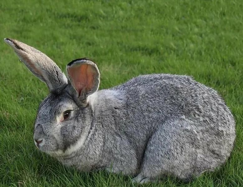 Продам кроликов (кролики и крольчихи)