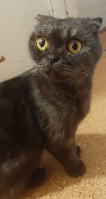 Отдам кошку в добрые руки