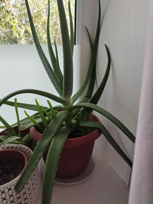 Продам алоэ Вера