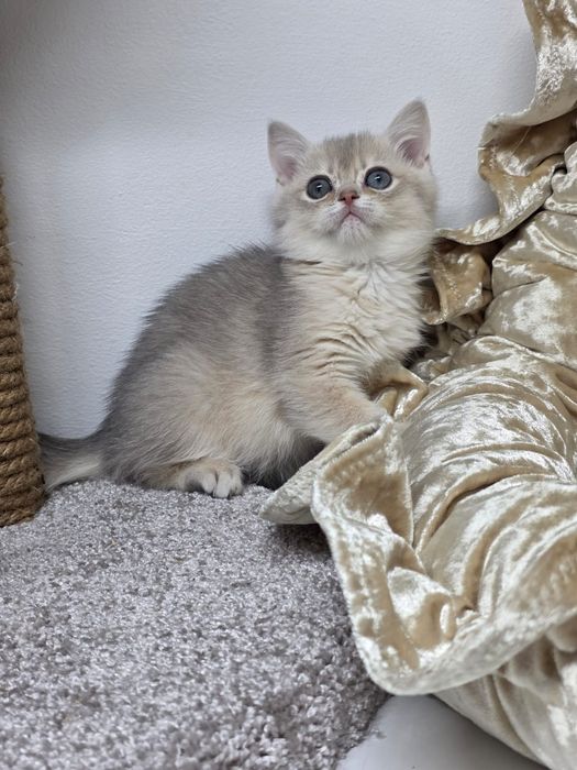 Котики  британские