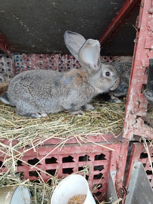 Uriaș german diferite vârste de
