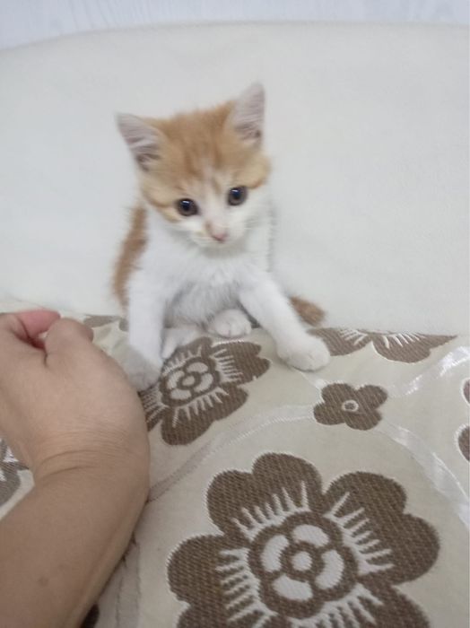Котенок маленький