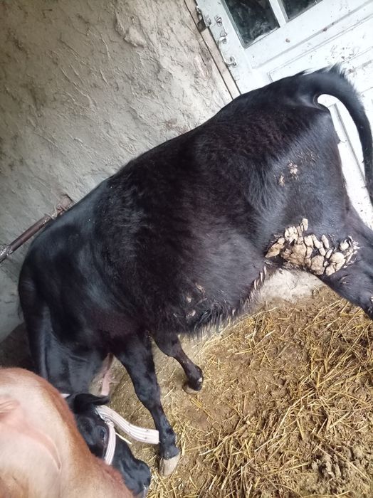 Buqa va g'unojin narxi telda gaplashiladi 22 milliondan kam va ko'p