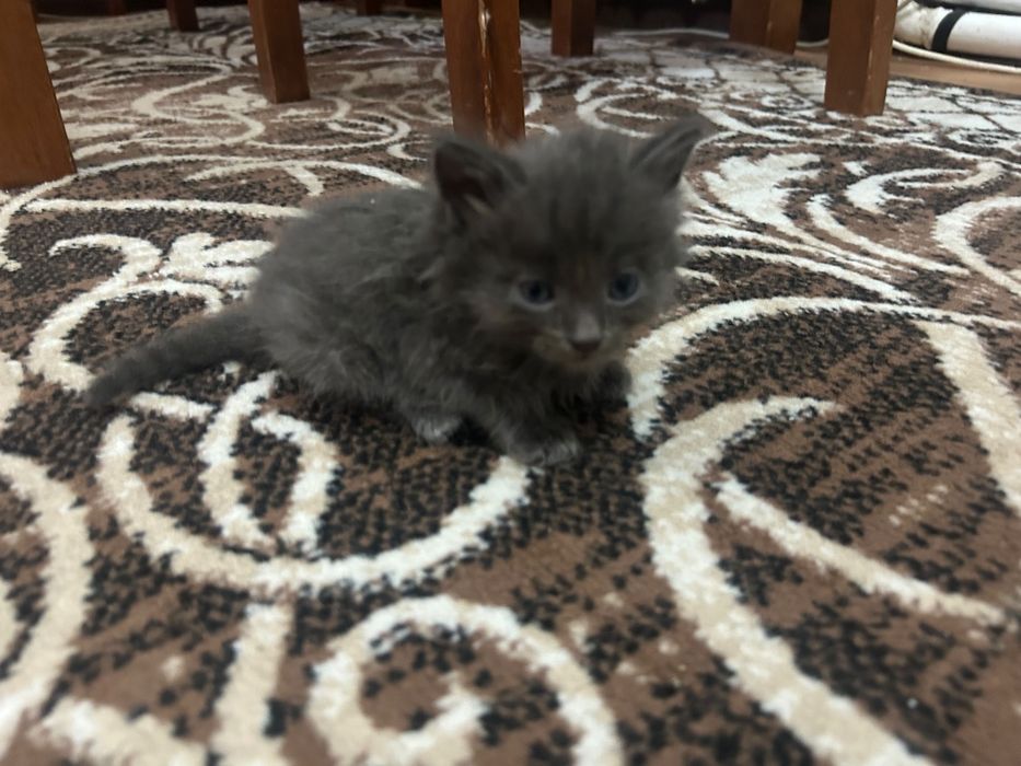 Отдам котят в хорошие руки