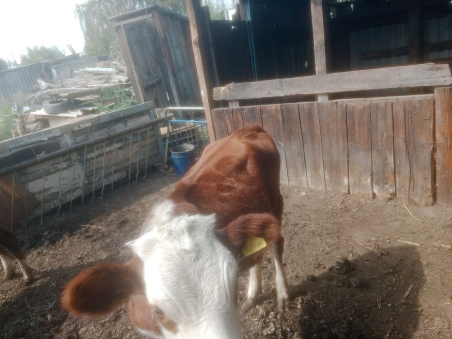 Продам корову теленок продам
