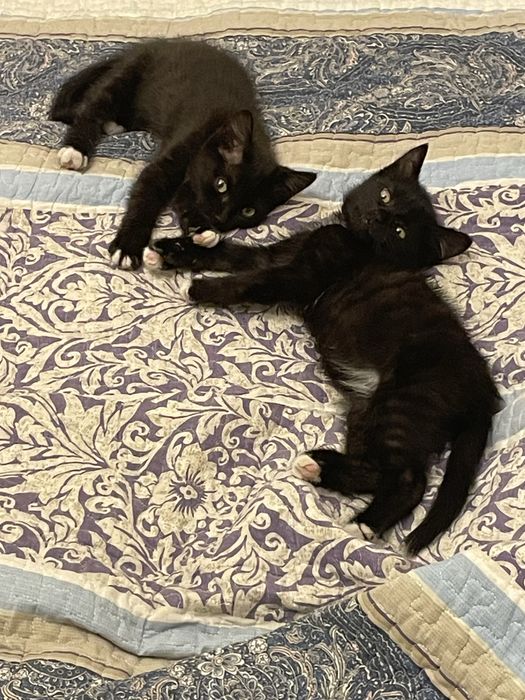 Отдам котенка, мальчик 2 месяца