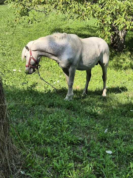 Vând armasar de 14 ani