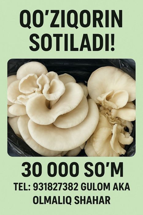 Qo'ziqorin. Veshenka