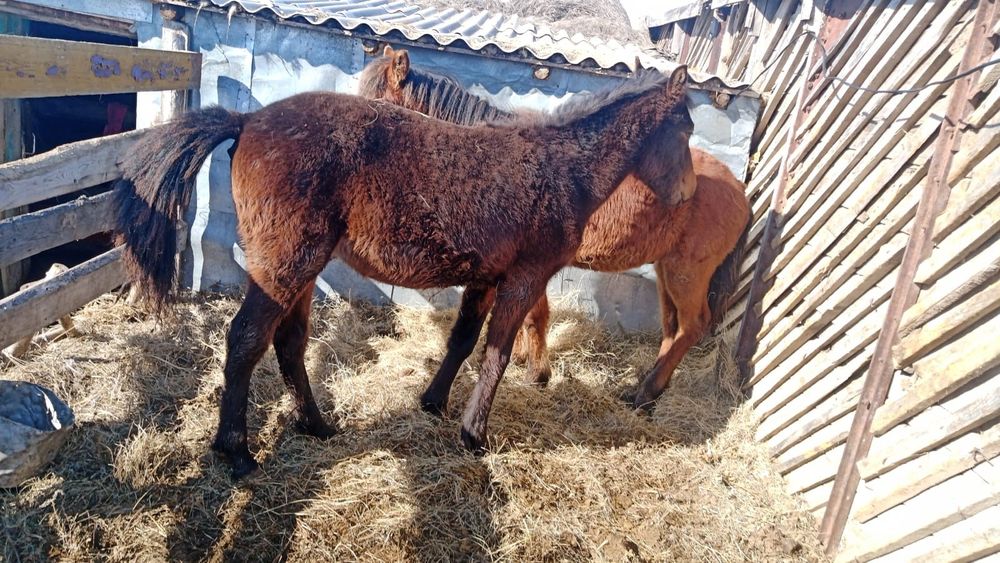 Семіз тайлар сатылады