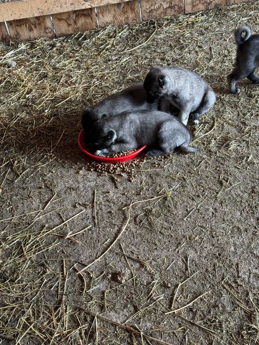 KANGAL  |  5 săptămâni  |  300€