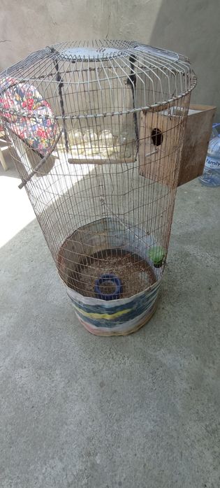 Qushlarni ini sotiladi