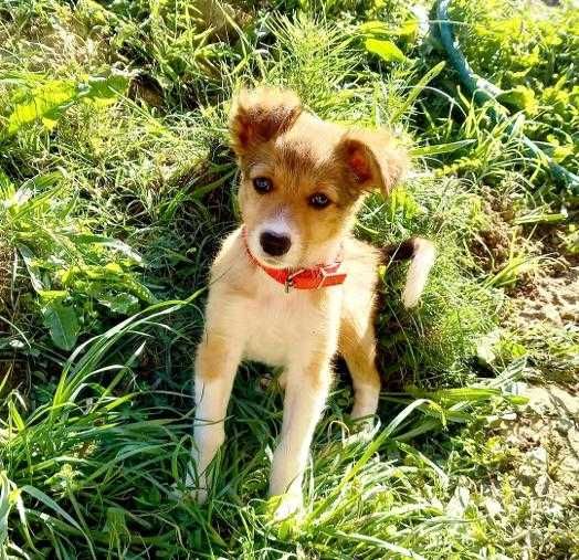 Adopție cateluse de trei luni