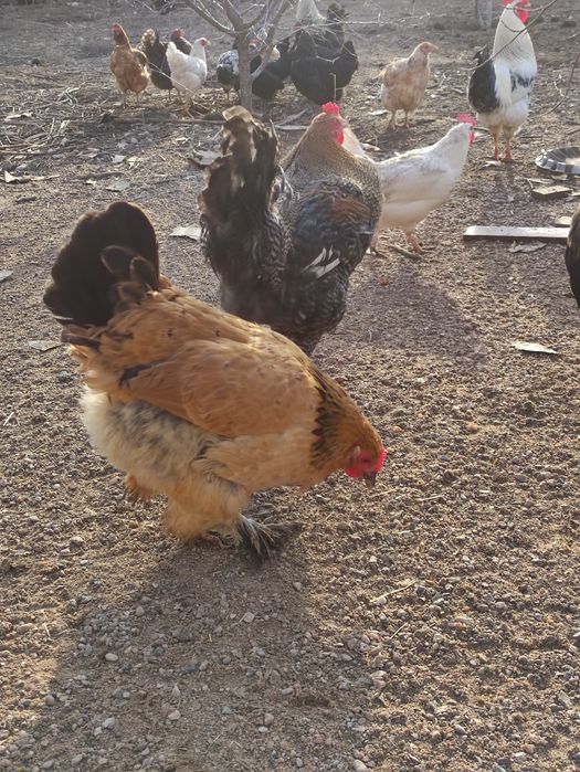 Петухи Курицы Оптам