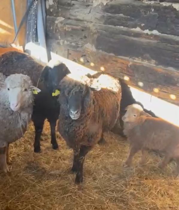 Продам домашные бараны